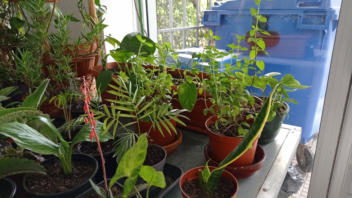 asociacionamica's tweet photo. Otra gran acción solidaria en #Amica. 🌿

"Os enseñamos las plantas que cada día cuidamos con mimo. Con la voluntad podéis llevaros una planta para decorar un rincón de vuestra casa y colaborar con esta buena causa. Lo recaudado se destinará a material humanitario para Ucrania." https://t.co/r3TtCEBg1o