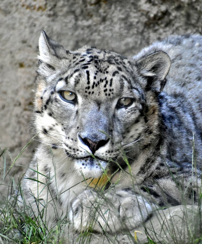 nanaoko70's tweet photo. お疲れ様です😊🍀
#多摩動物公園
#ユキヒョウ #コボ https://t.co/2EVTPkvPS1