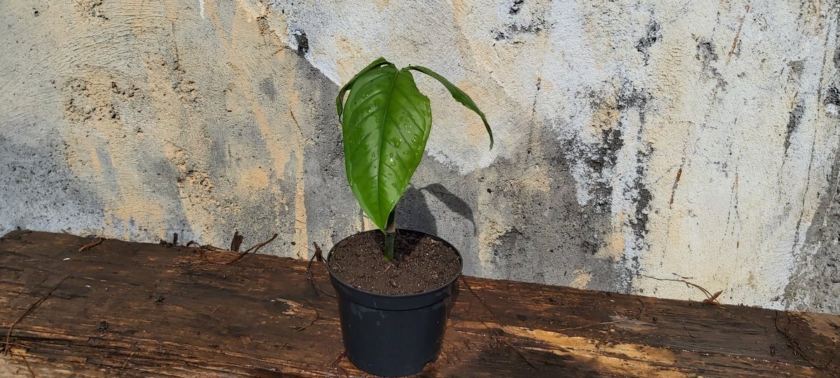 Ti plantes: Syngonium tiplantes.blogspot.com/2022/05/syngon…