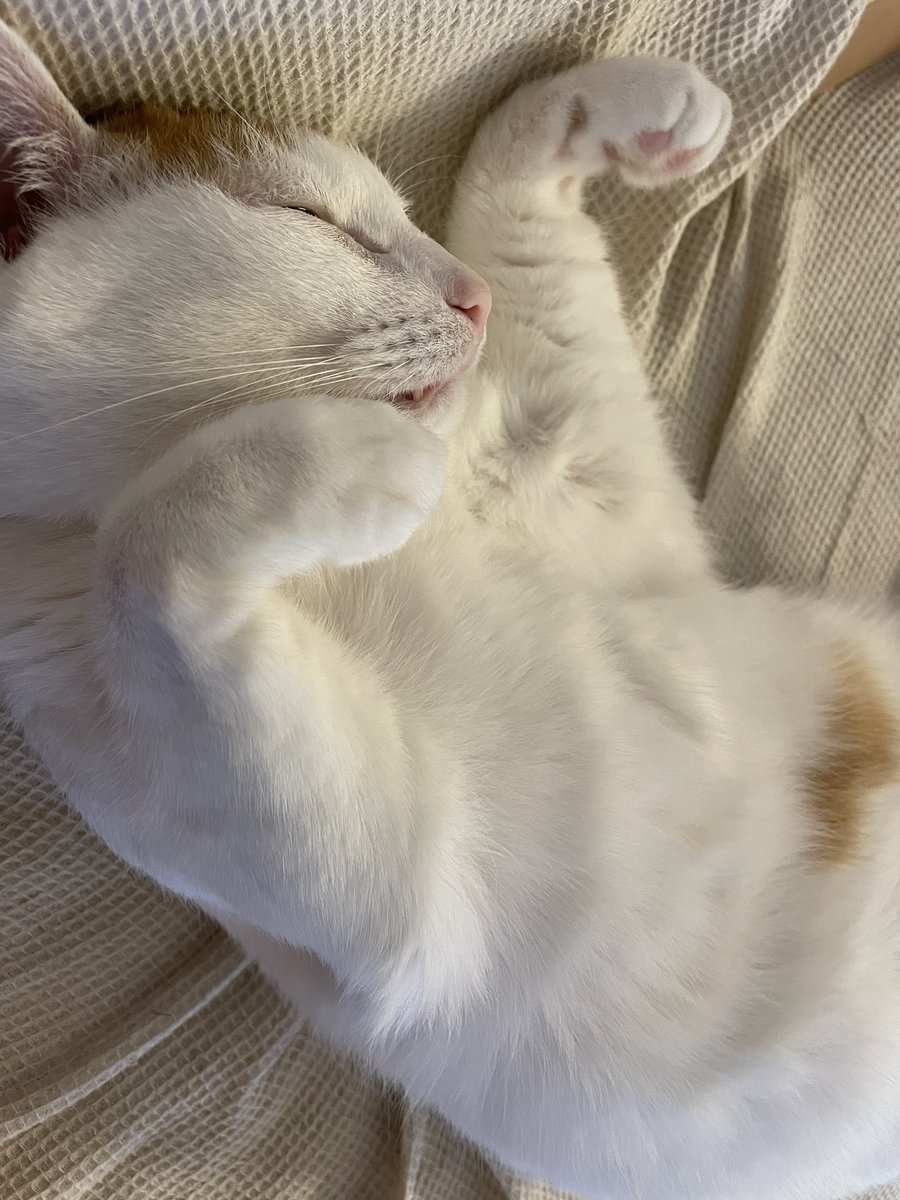 burokoly's tweet photo. かわいいのお手本 https://t.co/Fo4h9yv0xd