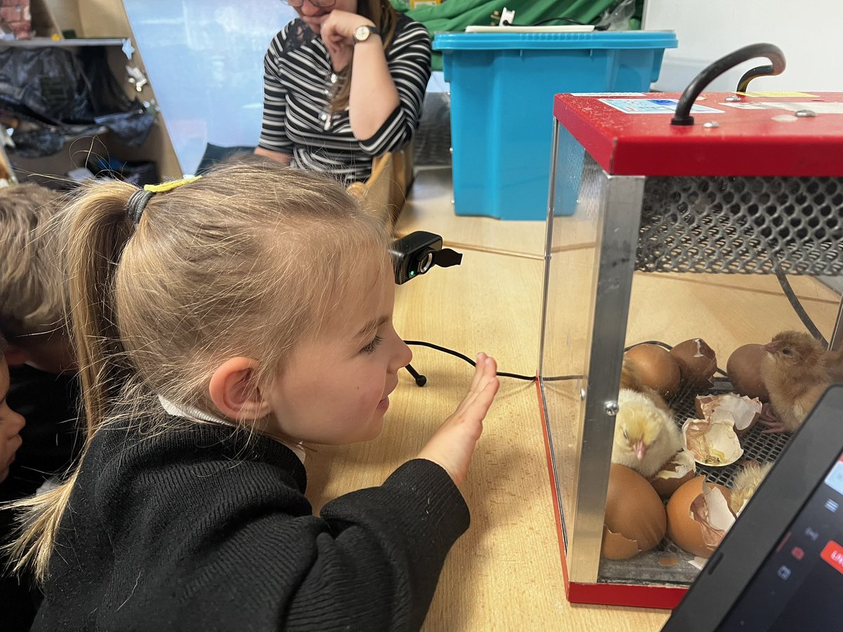 Our first chick hatched at 11.40pm last night. We were so excited to see 6 chicks had hatched when we arrived to school this morning. Watch them LIVE youtu.be/ib1JV7vwG_M