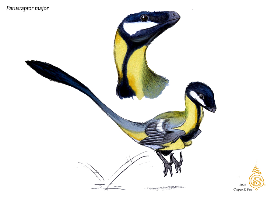 Thaisuppe's tweet photo. Parusraptor major https://t.co/GTSV6REQKc