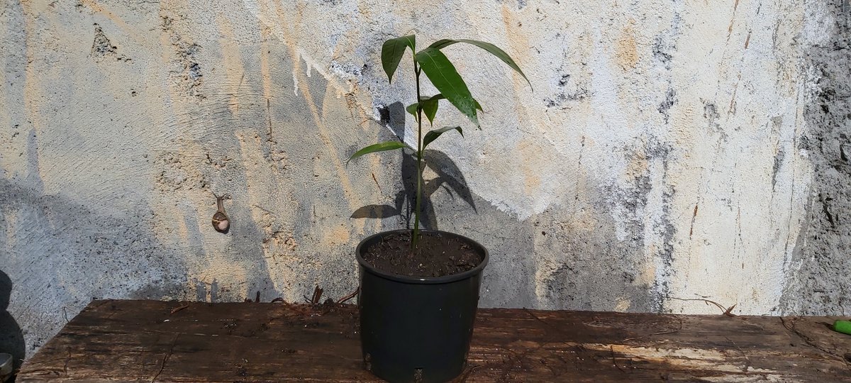 Ti plantes: Manguier tiplantes.blogspot.com/2022/05/mangui…