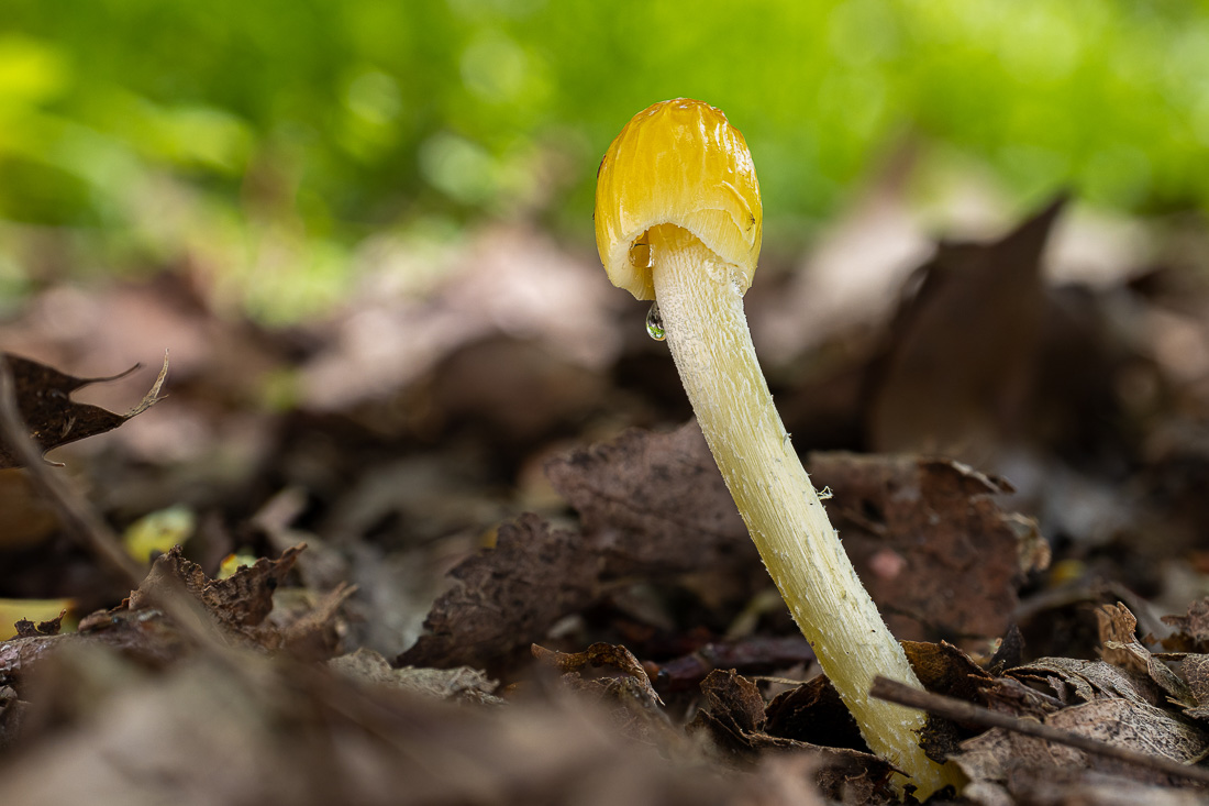 LukesMushrooms's tweet photo. These tiny mushrooms with vibrant yellow coloring took care that my camera got a bit busy during the weekend 🙂
🌍 Bolbitius titubans
🇬🇧 Yellow fieldcap
🇩🇪 Goldmistpilz
🇨🇿 Slzečník žloutkový
🇸🇰 Hnojovec žltý
#fungi #fungus #mushroom #mushrooms #fieldcap #mycology #funga #nature https://t.co/TPjK7XiFGX