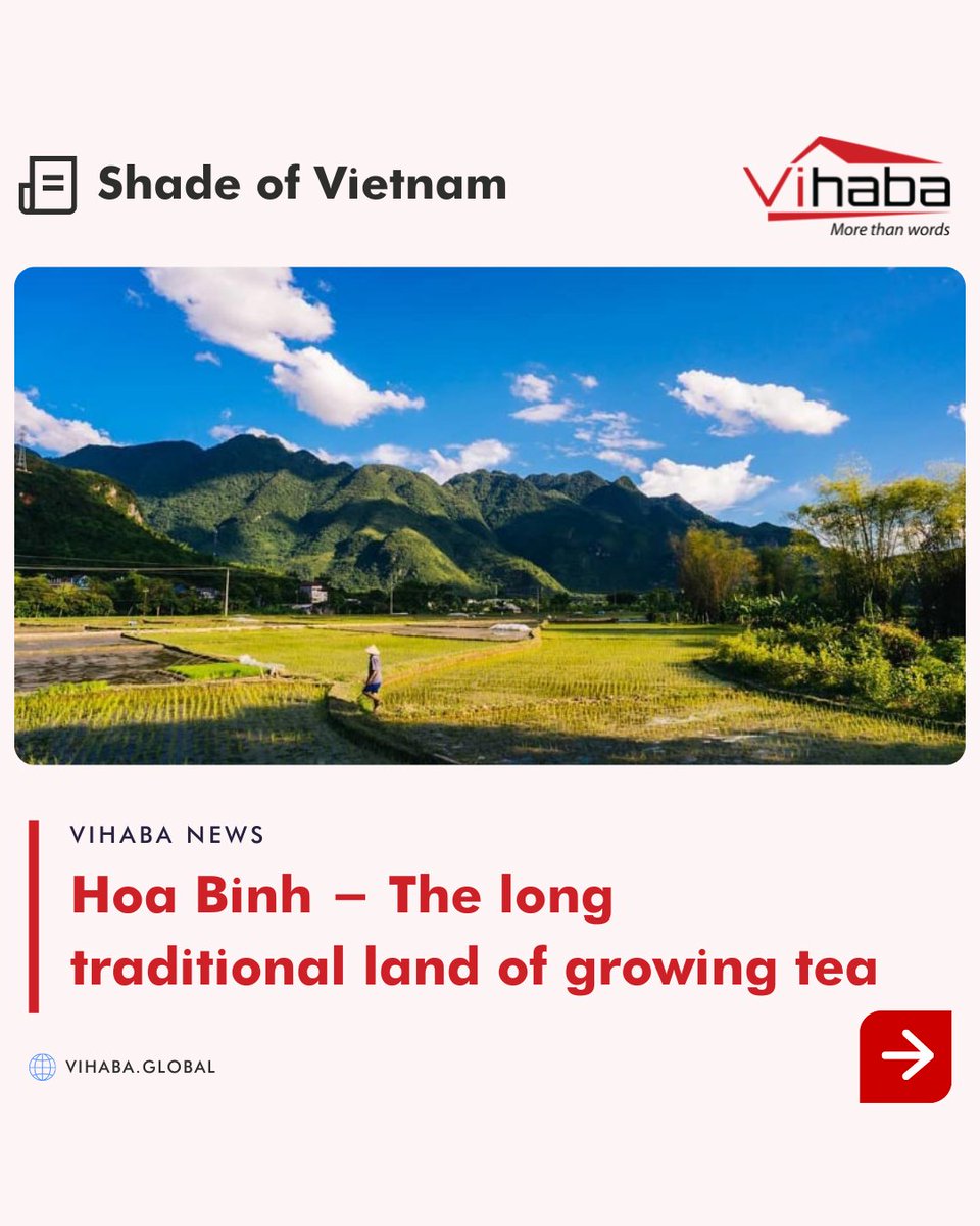 vihabavietnam's tweet photo. Hoa Binh - The long traditional land of growing tea (P2)
Follow Vihaba to get more information about Vietnam's outstanding places!
#shadesofvietnam #vietnam #vihaba #tea #teahill #teahills #growtea #teatime #travel #growingtea #teatime #nature #photography #photo #news https://t.co/ZffvFRgds4