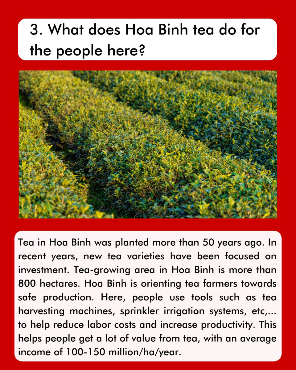 vihabavietnam's tweet photo. Hoa Binh - The long traditional land of growing tea (P2)
Follow Vihaba to get more information about Vietnam's outstanding places!
#shadesofvietnam #vietnam #vihaba #tea #teahill #teahills #growtea #teatime #travel #growingtea #teatime #nature #photography #photo #news https://t.co/ZffvFRgds4
