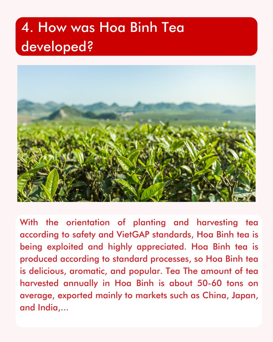 vihabavietnam's tweet photo. Hoa Binh - The long traditional land of growing tea (P2)
Follow Vihaba to get more information about Vietnam's outstanding places!
#shadesofvietnam #vietnam #vihaba #tea #teahill #teahills #growtea #teatime #travel #growingtea #teatime #nature #photography #photo #news https://t.co/ZffvFRgds4