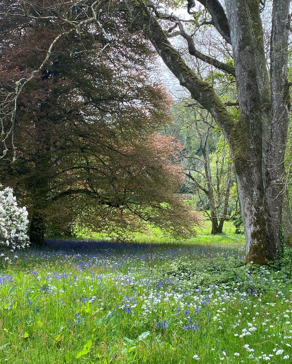 Boconnoc (@boconnocestate) on Twitter photo This time of year is simply wonderful. The woodland and valleys are jam-packed with the most heavenly combination of bluebells and wild garlic. The sight of them as well as the aroma is one of life’s simple pleasures 🌱💫 This time of year is simply wonderful. The woodland and valleys are jam-packed with the most heavenly combination of bluebells and wild garlic. The sight of them as well as the aroma is one of life’s simple pleasures 🌱💫