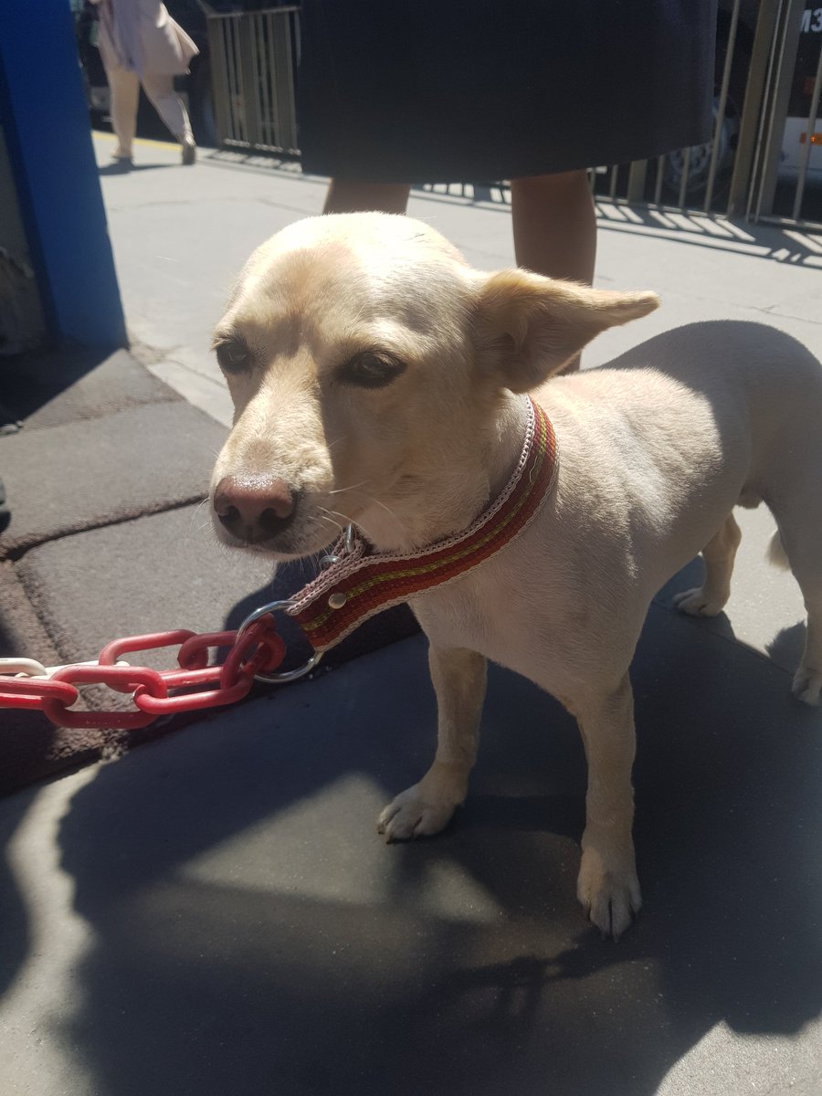 ÇAĞLAYAN / İSTANBUL KAYIP KÖPEK
Merhaba, 
10 Mayıs Salı günü saat 11.20 sıralarında Çağlayan Metrobüs durağında güvenlik sorumlusu arkadaşların yanında bağlı duran bu köpeğin sahibini kaybettiğini düşünüyoruz. 👎