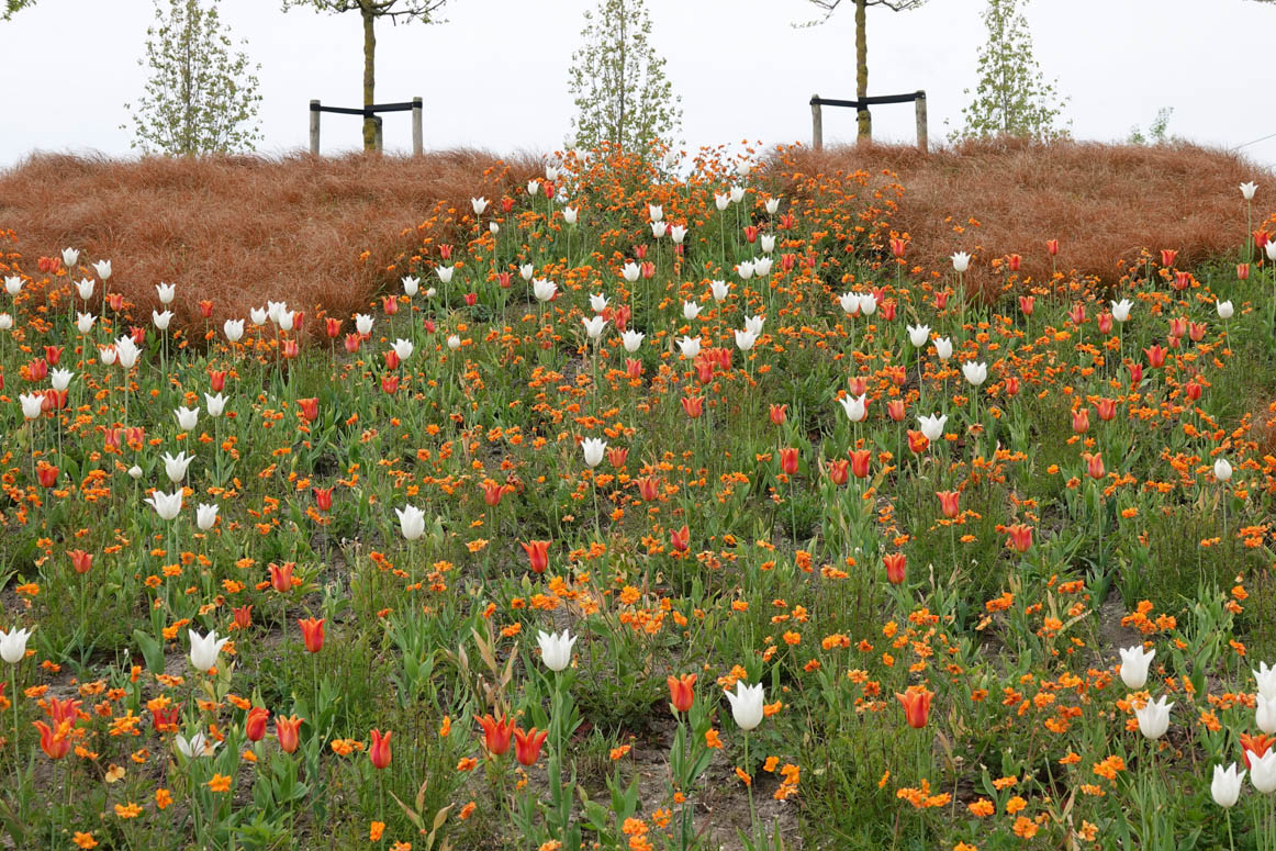 De border die wij voor 'Classics and Future' op de Floriade hebben gemaakt begint zich goed te ontwikkelen. Een mix van onze favoriete vaste planten, eenjarigen, dahlia's en andere niet winterharde planten. Meer over de Floriade op onze website: dekleineplantage.nl