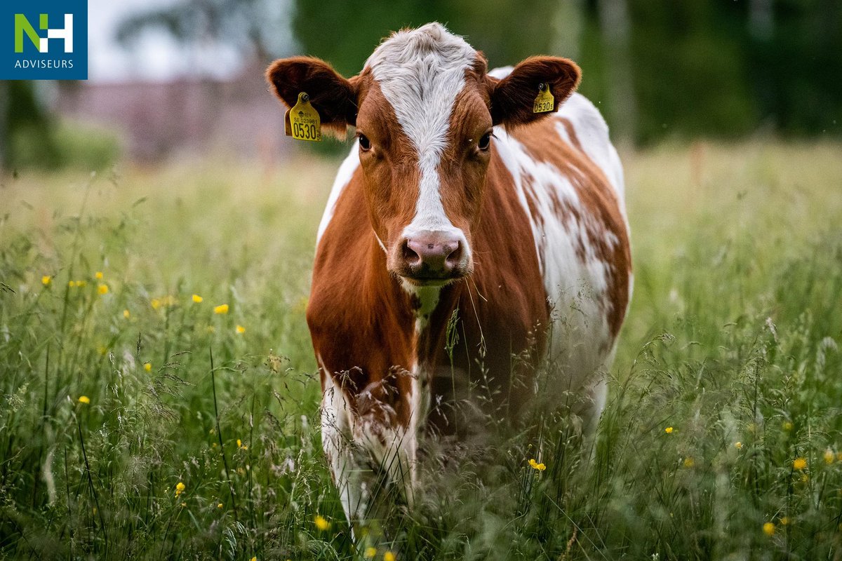 Het afromingspercentage bij het verhandelen van fosfaatrechten is recent verlaagd. Meer hierover weten? Lees dan verder: nhadviseurs.nl/media/afroming…

#fosfaatrechten #fosfaatbank #NHAdviseurs