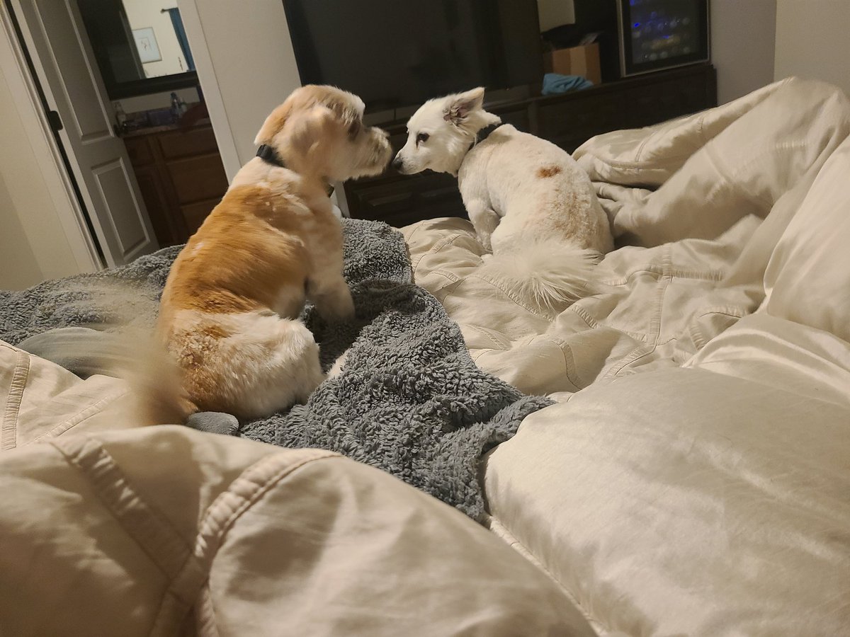 My dog was hit by a car so I called my husband to leave work and come home. He told his boss and left work. His coworker rolled in and said he was late cause he hit a dog and didn't stop. His boss told him he probably hit our dog. She was right. Oscar's ok!🙏 #reallifeplottwist