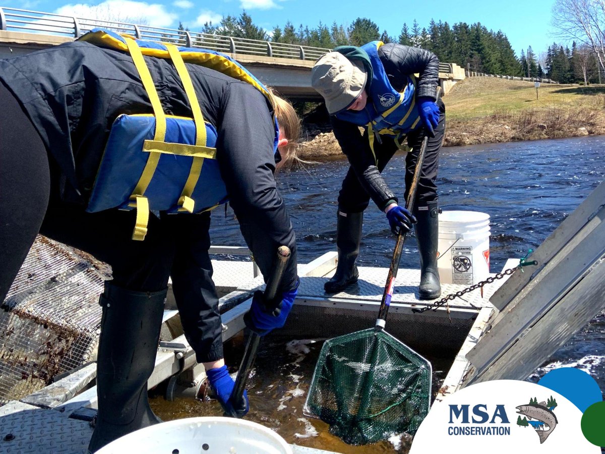 The surest sign that field season is well underway is seeing MSA’s smolt wheels on the water! Our 2022 field team is hard at work collecting and counting smolts for our annual smolt estimate. #SalmonConservation