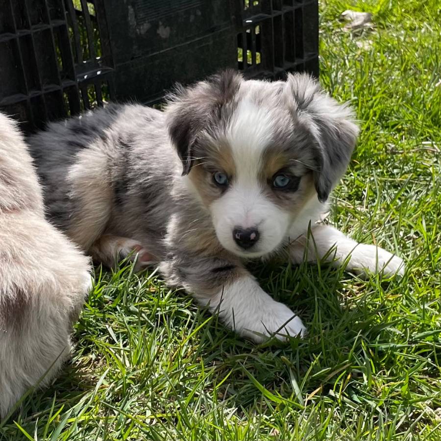 Wantaddigest's tweet photo. Australian Shepherd Mini Puppies https://t.co/Ic4tfoHcht #forsale #WantAdDigest #classifiedads #sellyourstuff https://t.co/394L0biLFA