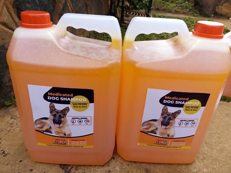 AherezaJanice's tweet photo. The best medicated dog shampoo is so available with @BugembeNelson. Just dm him or Call 0755396053 and make an order and the rest is history. He delivers too #MedicatedDogShampoo https://t.co/HGjnif0vls
