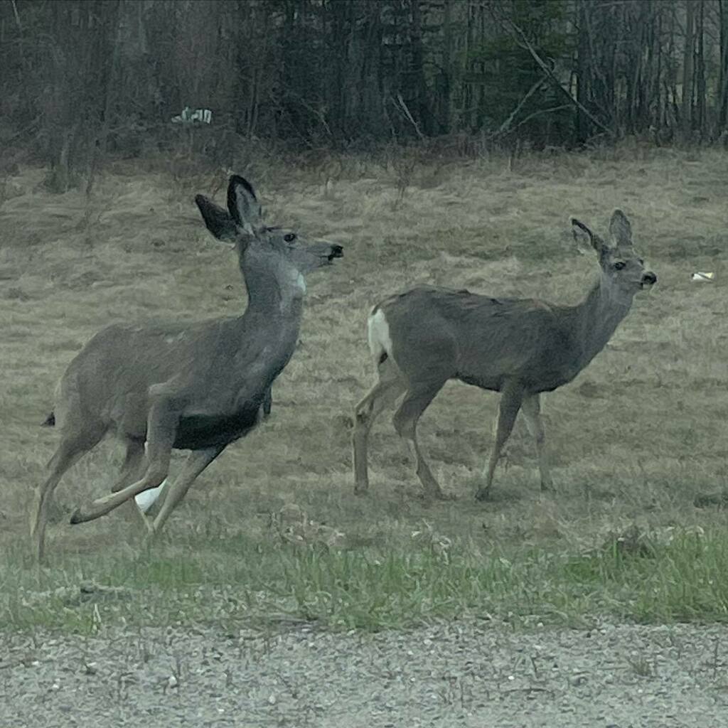 Run Bambi Run #deer #ohdeer #naturelovers #bambi  #enjoyingnature #simplejoysoflife #deeresighting #outdoorlife instagr.am/p/CdZ5_xRMCxF/