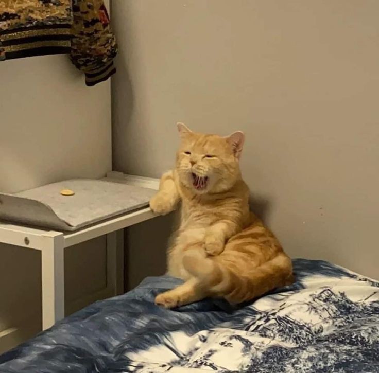 No Context Cats (@nocontextscats) on Twitter photo 