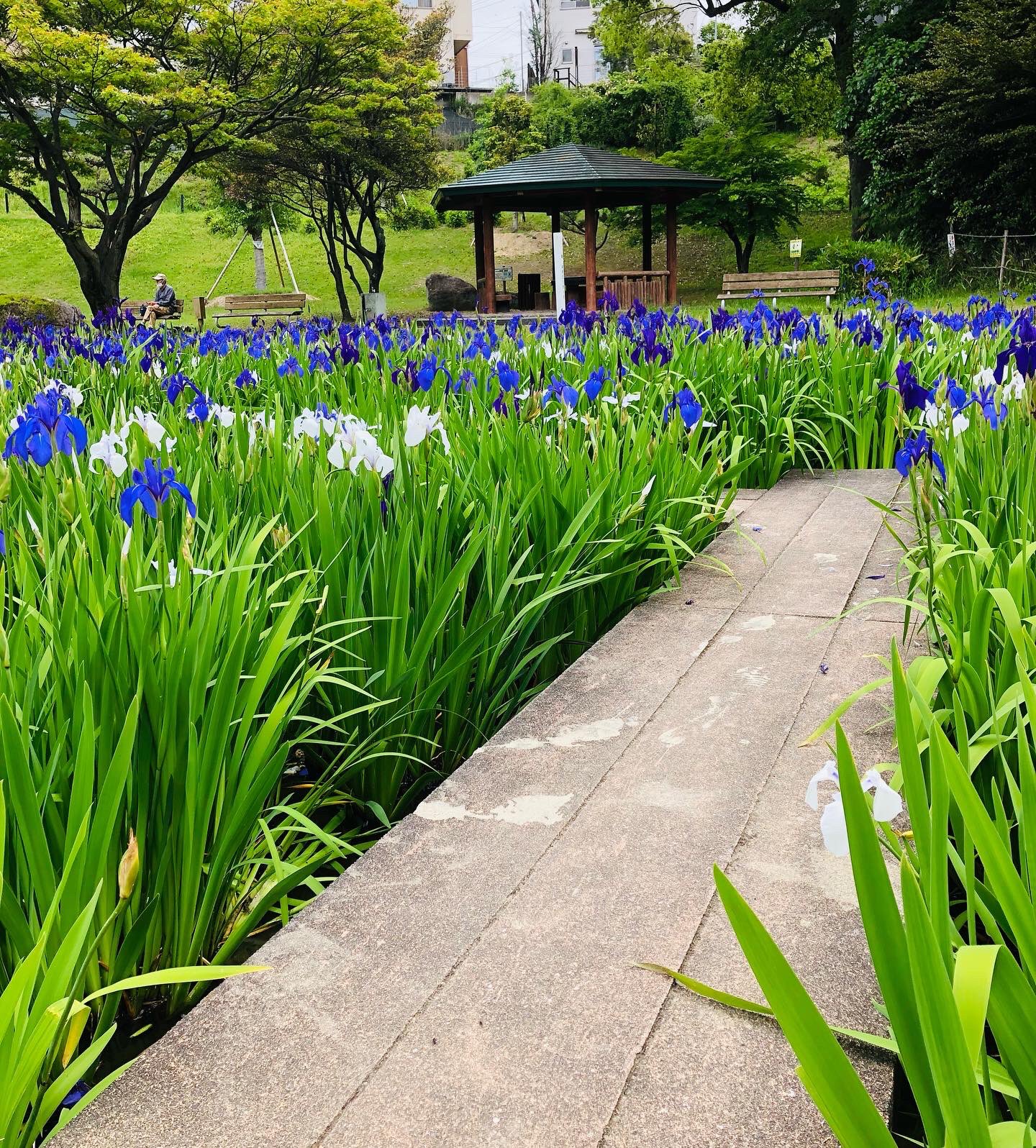 東海市観光協会 公式 上野台公園 カキツバタは花が落ちても下に新たな蕾が待ち受けていてまた開花するそうです 花 が落ちても まだまだ花盛り絶賛見頃中でした 1枚目の写真は2回目のつぼみ 東海市 上野台公園 東海市観光協会 東海市写真スポット
