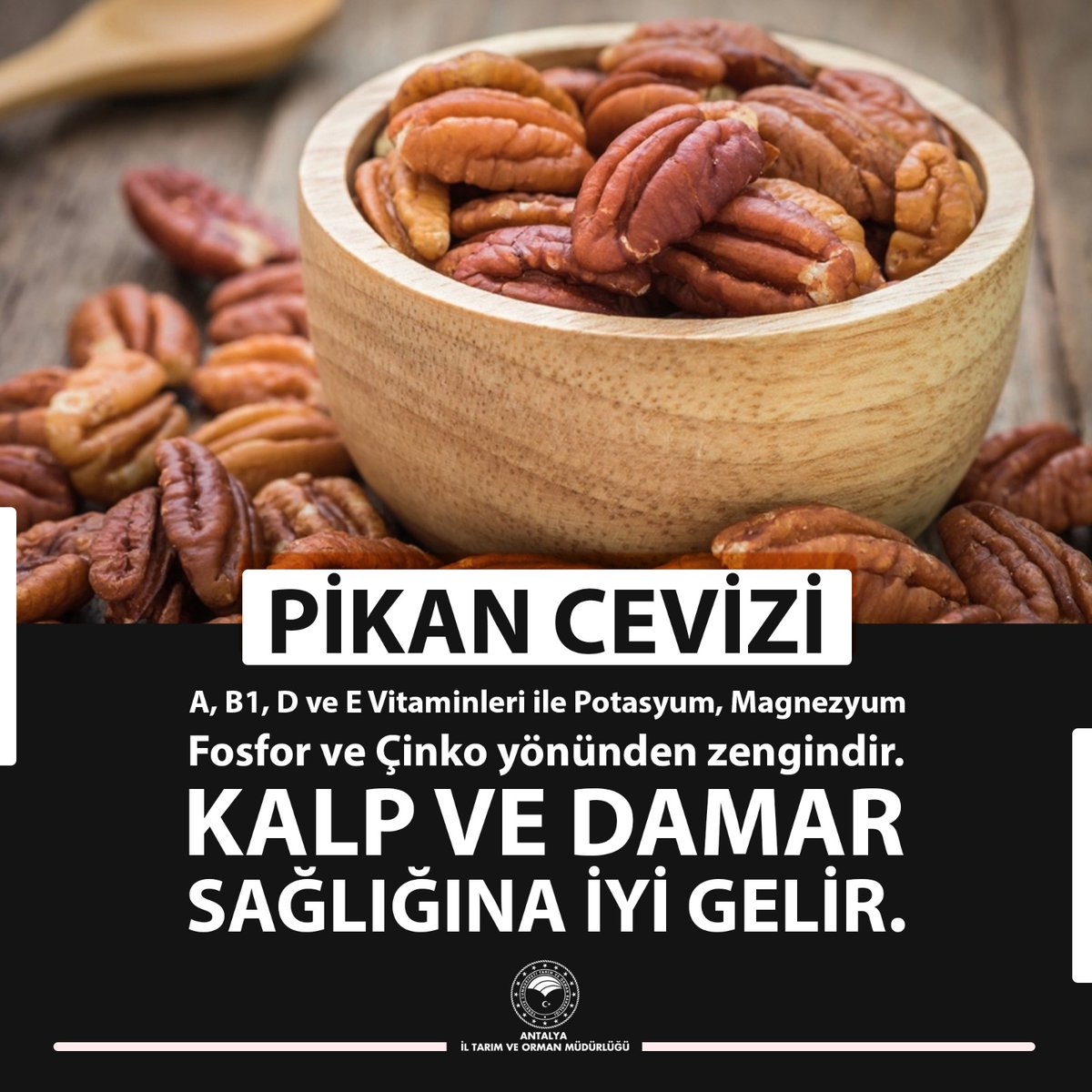 antalyailtarim's tweet photo. Anavatanı Kuzey Amerika'dır. Anaç kullanılarak aşılı fidan elde edilmektedir. Derine giden kazık kökleri mevcuttur. #Pikan meyveleri oldukça lezzetlidir. 
Detaylı Bilgi Eğitim Videomuzda.👇
 https://t.co/4D6T6SgcKz

#GelecekTarımda 
#TarımAntalyada

@gokhankaraca_ https://t.co/KRx4DFayis