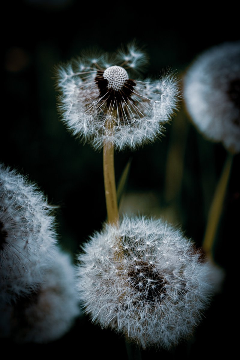 quhl5's tweet photo. Happy Wednesday. 
#NaturePhotography #quhl5 #peace 🕊 https://t.co/JTnjC8epLf