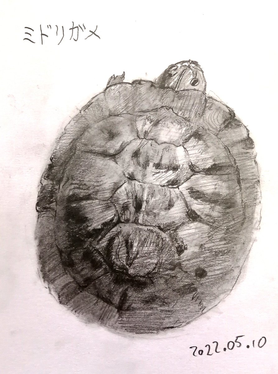 A19559066's tweet photo. #亀 #かめ #カメ #ミドリガメ #スケッチ #Sketch #art #turtle #ミシシッピアカミミガメ #Trachemysscripta #illustration https://t.co/uwtSdk1PCB