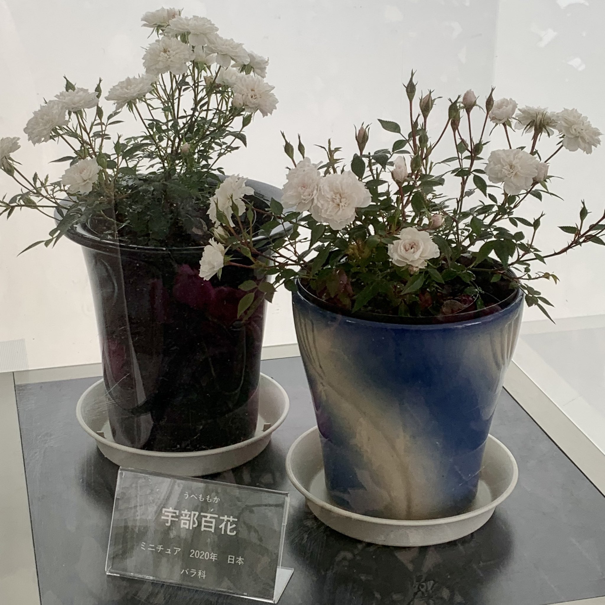 銀色ノート 世界を旅する植物館へ 今日から展示のバラの宇部百花見れました かわいいです あとブリンチュウっていうサボテンの花が咲いてると教えてもらいました T Co Z2lgwhuulx Twitter
