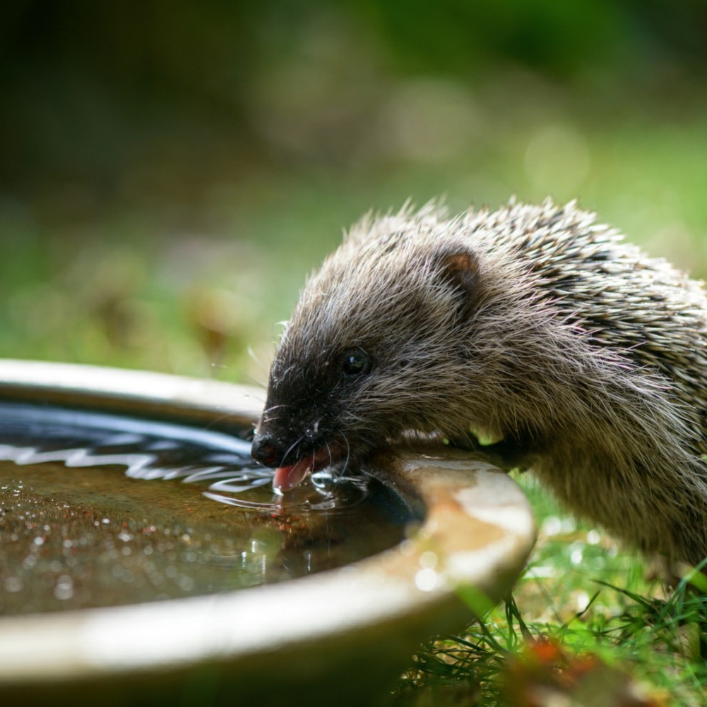 BundSachsen's tweet photo. Die Temperaturen steigen – vielerorts ist kein Regen in Sicht. Wir rufen dazu auf, für Vögel, Igel, Bienen &amp; Co. – sowie ihrem Nachwuchs – jetzt auf dem Balkon, im Hof &amp; Garten Wasserschalen und Insektentränken aufzustellen. 1/2

👉 Pressemitteilung: https://t.co/9u8gaMb6tk https://t.co/ujtyPj0j6N