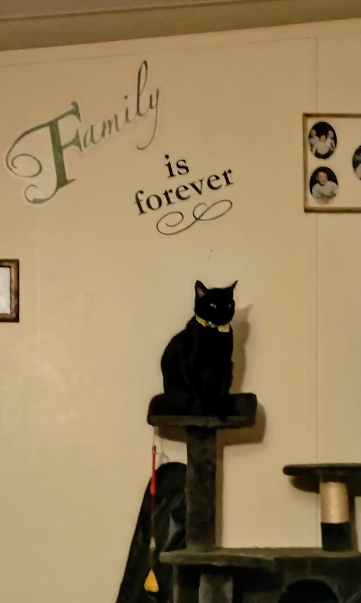 Salem, surveying her sanctuary.