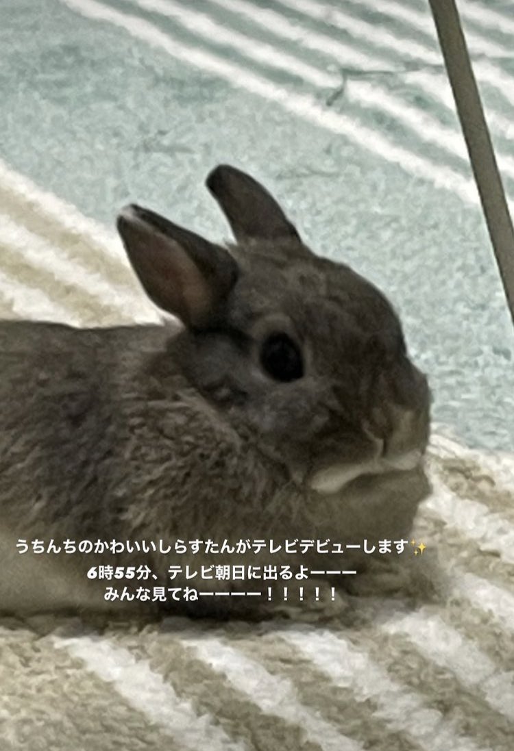 うさぎのしらす 119 1127 Twitter