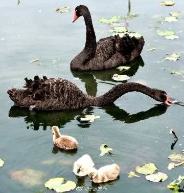 ningbotweets's tweet photo. #Ningbo East-side Ri Yue Lake ushered in the baby black swans, friends in Ningbo to say hello to them? https://t.co/DgvFMuvuR2