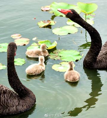 ningbotweets's tweet photo. #Ningbo East-side Ri Yue Lake ushered in the baby black swans, friends in Ningbo to say hello to them? https://t.co/DgvFMuvuR2