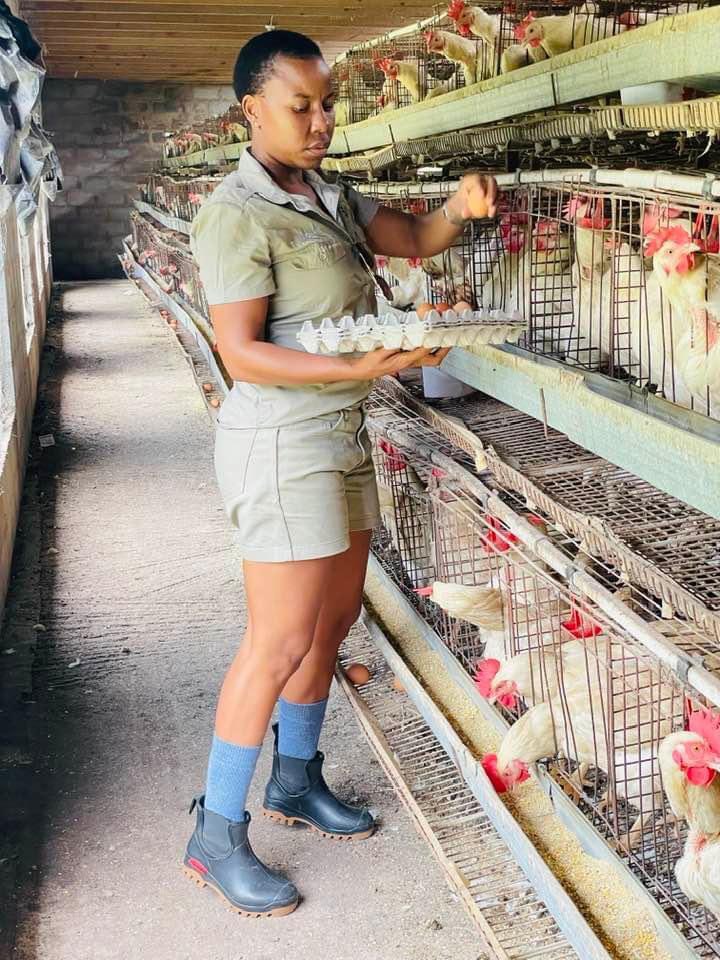 Agric_young's tweet photo. 10 months Culls/offlays available for R55 each, bulk buyers only. From 50 birds upwards. We are based in Hillcrest KZN. 0760892873.
#Farming #Farm #Agriculture #Farmers #Crops #Chickens #AgricultureAndYoung #Meat
#BuyBlack #Blackpower #Blocklove https://t.co/cJFpQe6ykZ