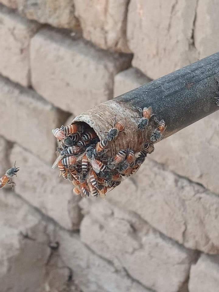 sidjournalist's tweet photo. وزیراعظم @CMShehbaz صاحب
چولستان پیاسا ھے،روہی پانی کی بوند بوند کو ترس رہی ھے، مویشی اور پالتو جانور پیاس سے مررہے ہیں.اس سے پہلے کہ کوئی بڑا انسانی المیہ جنم لے خُدارا اس مسئلے کی سنگینی کو محسوس کیجیے اور چولستان کے لوگوں کو ہنگامی بُنیادوں پر پانی فراہم کیجیے @MaryamNSharif https://t.co/hIDMoAkfrR