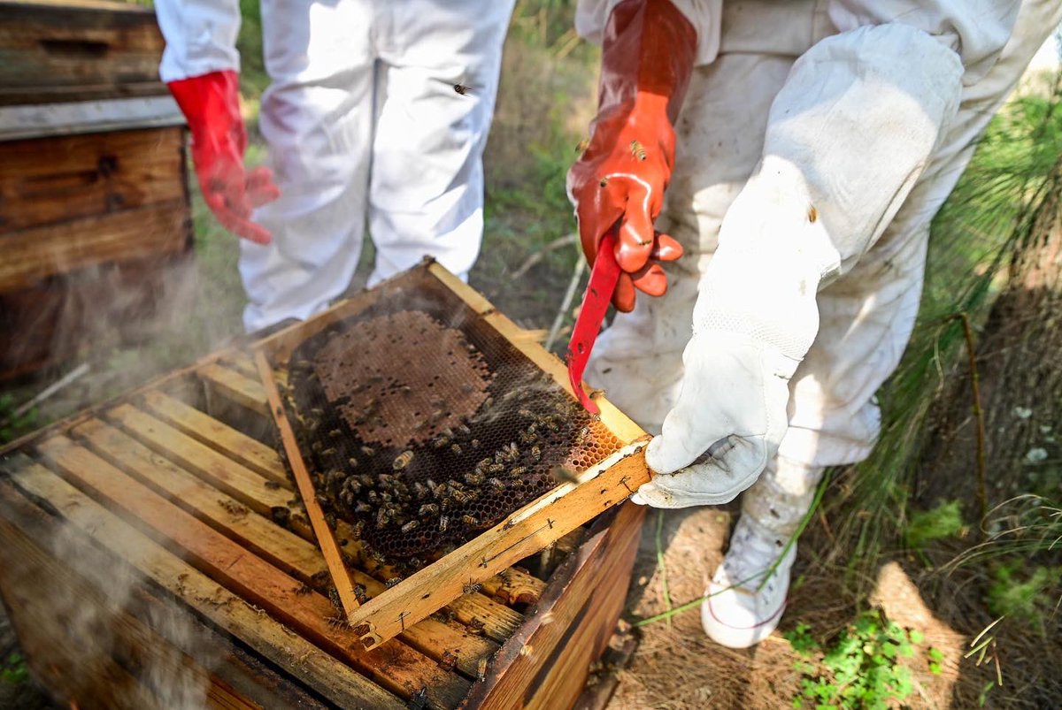 NativeNosi's tweet photo. A healthy brood makes for a healthy hive ππ― #nativenosi #hiveinspection https://t.co/nV6pnxyvlA