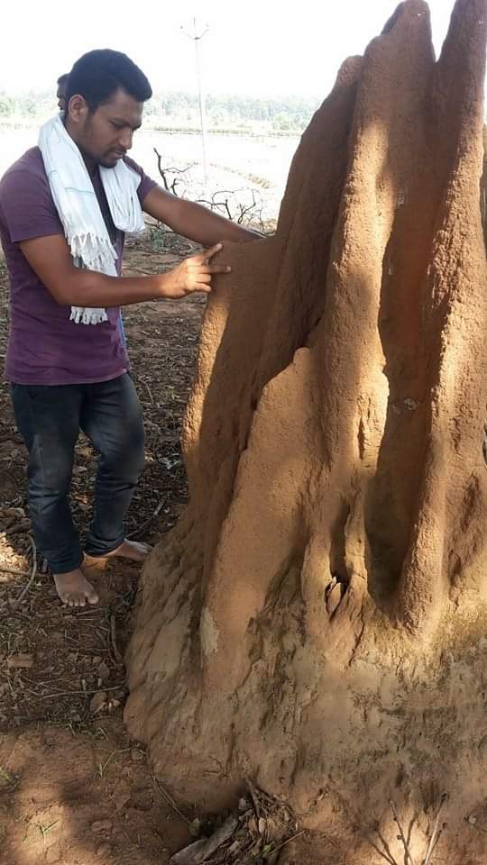 Tilak_NetamGond's tweet photo. "#putti"=know=#study center
#KBKS Research Lyora #Sadeep Salaam trying to understand the coitorin scientific system..For people this is just a mound of mounds. But such a wonderful knowledge center for a tribal, where we can see the movements of termites, the behavior 1/2 /3 https://t.co/1ApAxYpeGy