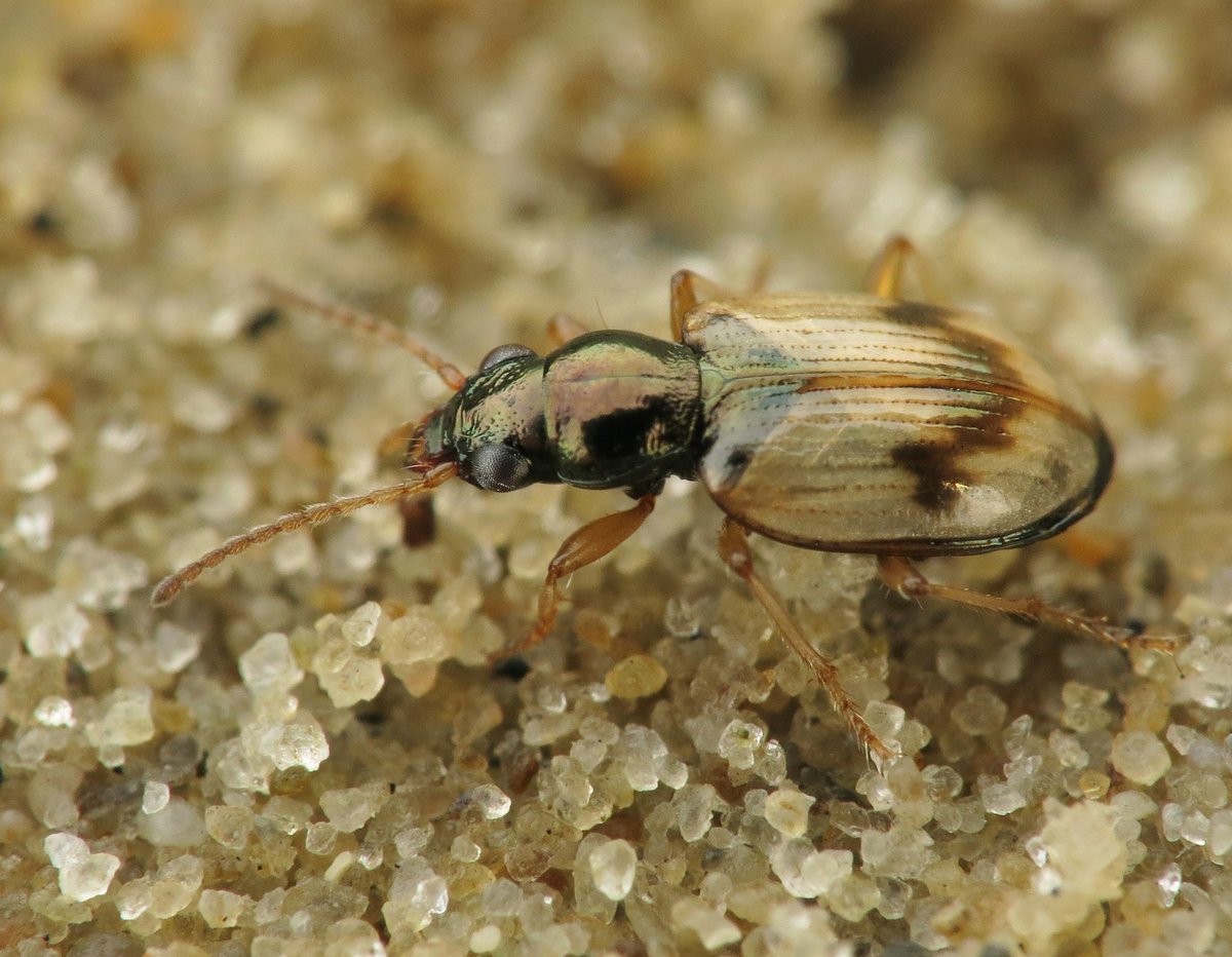 Panjan1972's tweet photo. Duinpriemkever bij de Kwade Hoek. Dat wordt een lastige in Twente!!! #carabidae #loopkever #macro #nature @volgdenatuur @waarneming @IVNNederland https://t.co/60sxgyJPI9