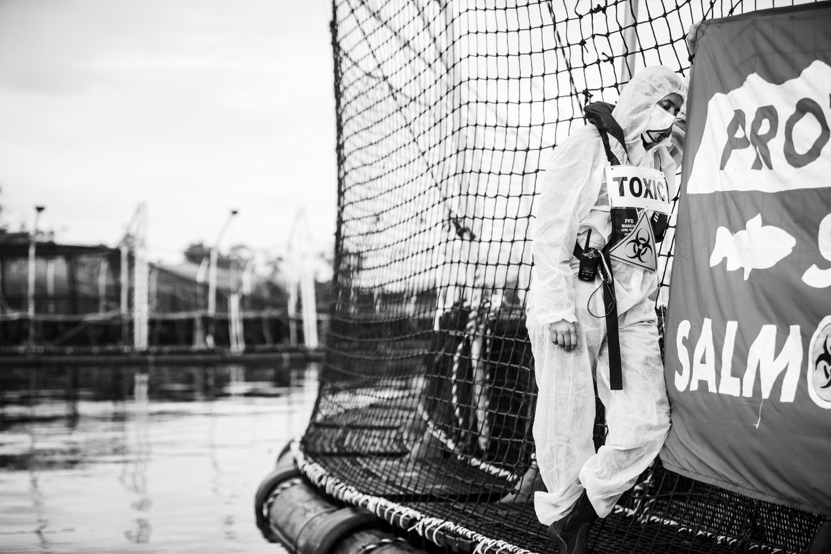 BobBrownFndn's tweet photo. First Time Protest on Tasmanian Salmon Factory Farm. It won't be the last.  We have witnessed how appalling these salmon factory pens are. Everyone should be exposed to the horror.  They are truly the battery hen farms of the sea. #politas #voteenvironment https://t.co/RB6bzoyC47 https://t.co/W2QgvWOEes