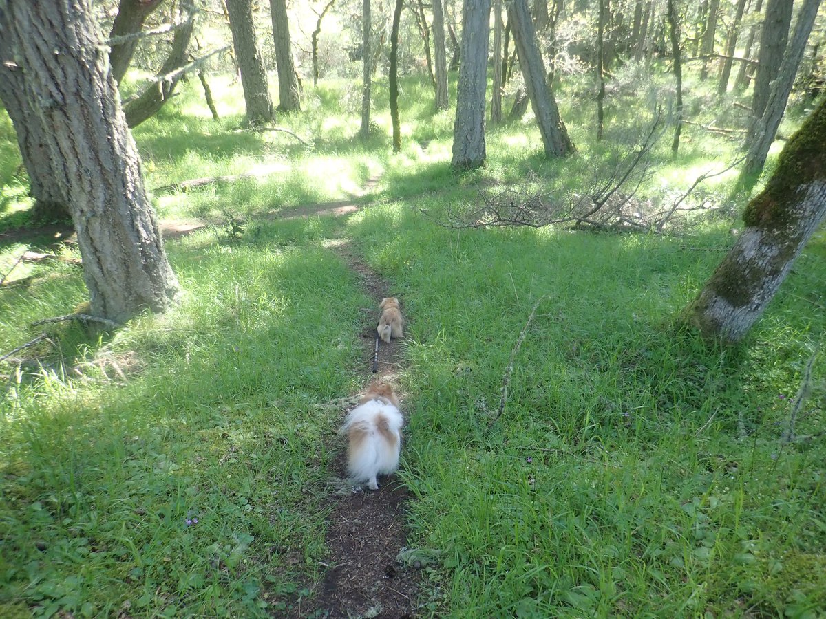 BillWeir5's tweet photo. Today’s #walkthedogs was all about the #orchids. https://t.co/6K5yJHTQ1A