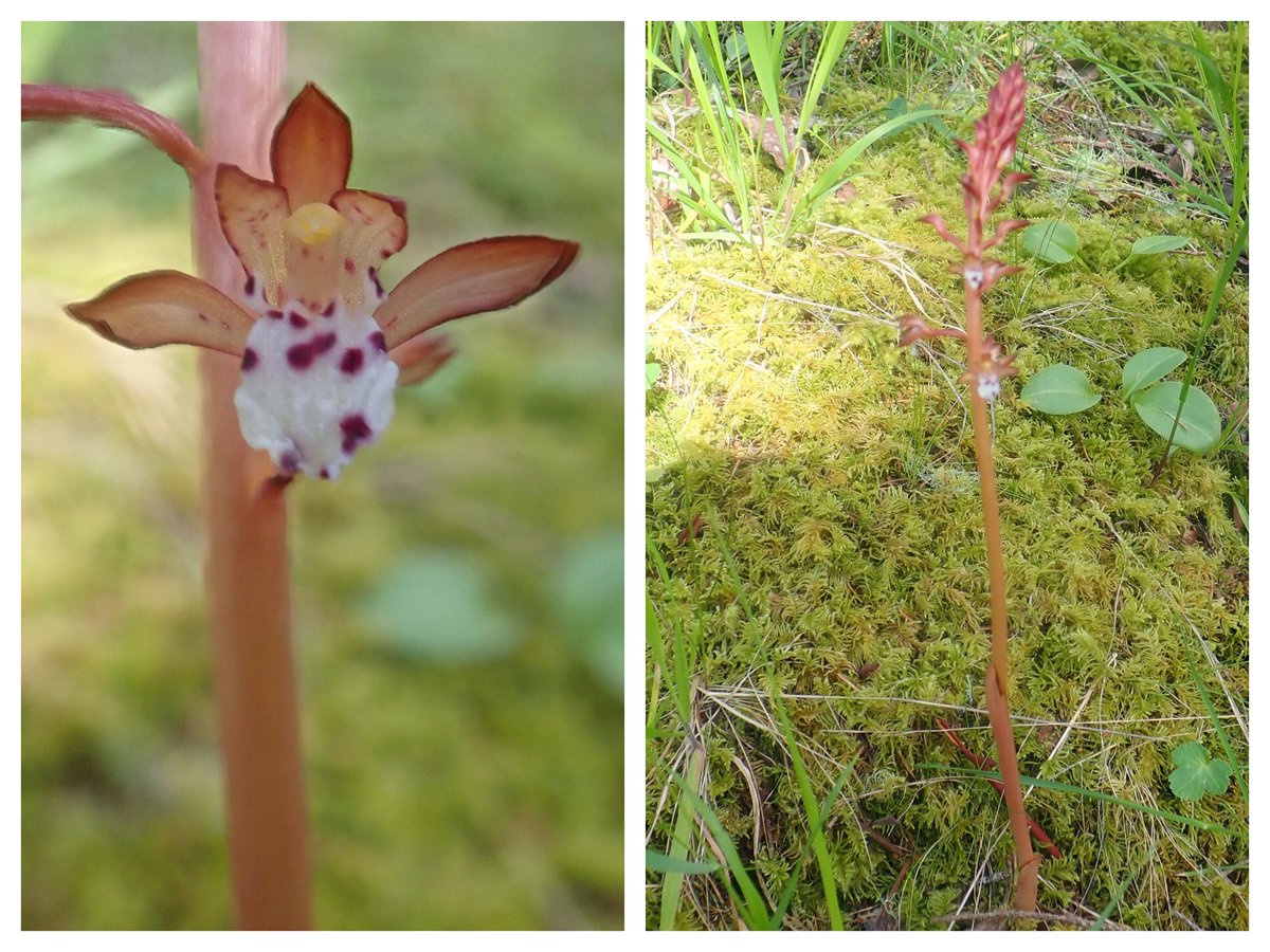 BillWeir5's tweet photo. Today’s #walkthedogs was all about the #orchids. https://t.co/6K5yJHTQ1A