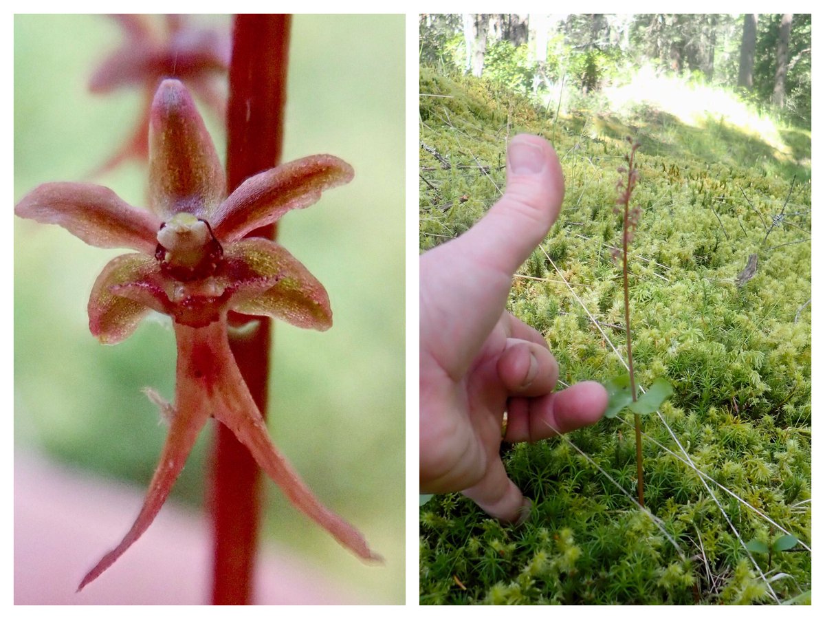 BillWeir5's tweet photo. Today’s #walkthedogs was all about the #orchids. https://t.co/6K5yJHTQ1A