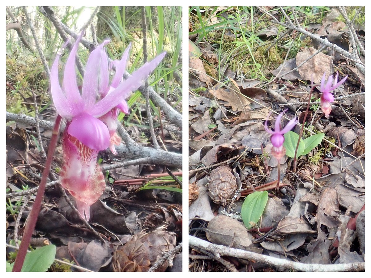 BillWeir5's tweet photo. Today’s #walkthedogs was all about the #orchids. https://t.co/6K5yJHTQ1A