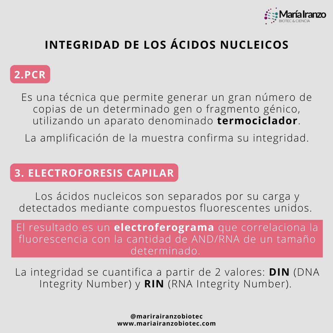 MariaIranzoBio's tweet photo. ¡NUEVO POST! Obtener el #ADN (o #ARN) de una muestra es útil para analizar la #ExpresiónGénica, determinar #EnfermedadesHereditarias, analizar #Mutaciones. 
Pero, ¿es suficiente con la extracción? ¡NO!... ¡Se debe comprobar su integridad y concentración! 
https://t.co/E4nkubFcmL https://t.co/sQULhaKQdw