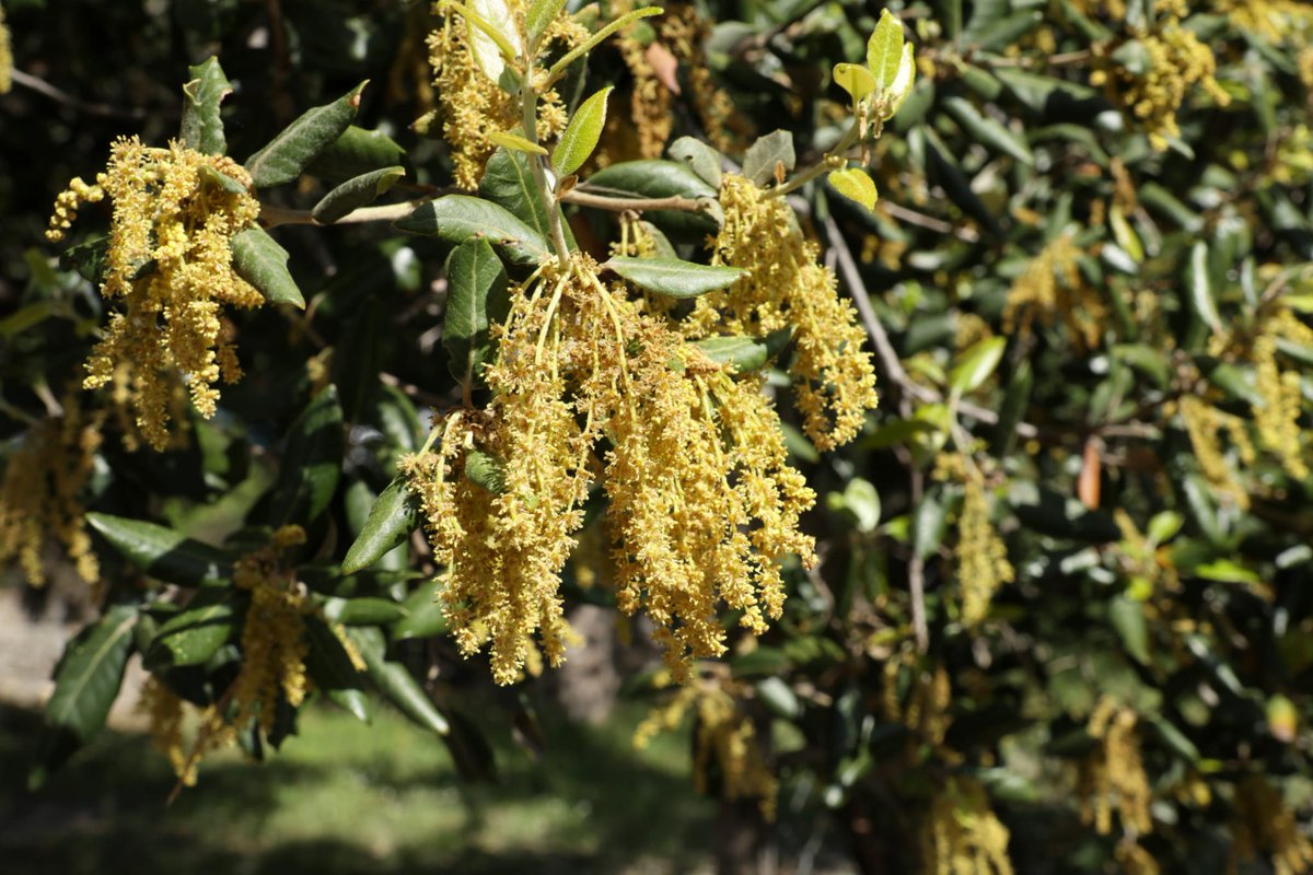 Flors masculines de l'alzina, Quercus ilex.  Planta monoica (flors masculines i femenines a la mateixa planta, però separades). Les masculines molt petites i simples, reunides en gran número a inflorescèncias en aments. @SHNB_BSHNB <a href="/ajuntpalma/">Ajuntament de Palma</a> <a href="/AmicsdelaTerra/">Amics de la Terra Mallorca</a> <a href="/GOBMallorca/">GOB Mallorca</a>