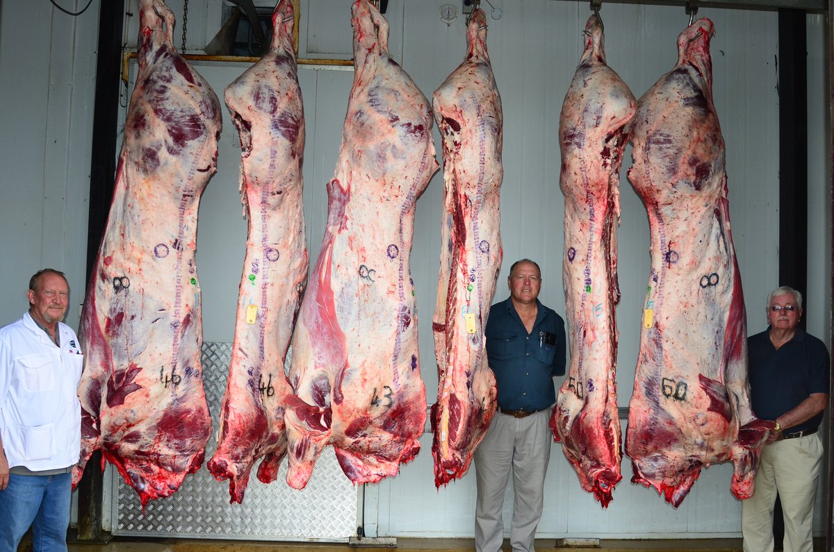 Stockfarmmag's tweet photo. In #SIMM-biosis in May we visit Martiens de Jager to learn more about a group of North West #Simmentaler breeders’ unique #growthtest and #carcass evaluation project. Get this issue together with the May issues of #Veeplaas and #Stockfarm, or visit https://t.co/qfBYl6PP3T. https://t.co/S7UJxaEqua