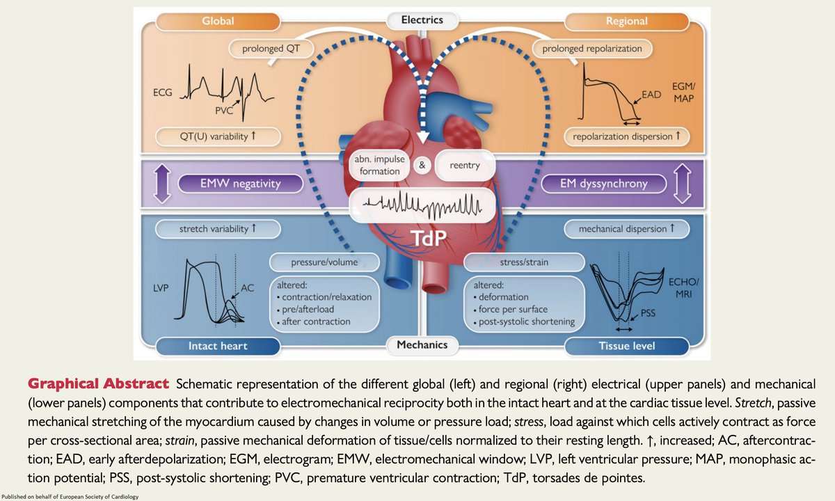 ESC_Journals's tweet photo. Electromechanical reciprocity and arrhythmogenesis in long-QT syndrome and beyond https://t.co/IBv962JdVl 

@escardio #EHJ #ESCYoung #cardiotwitter @ehj_ed @rladeiraslopes https://t.co/r4plgT9oKm