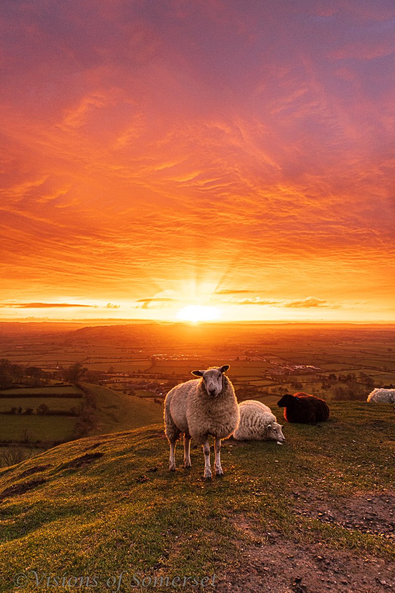 Michelle Cowbourne tweet media