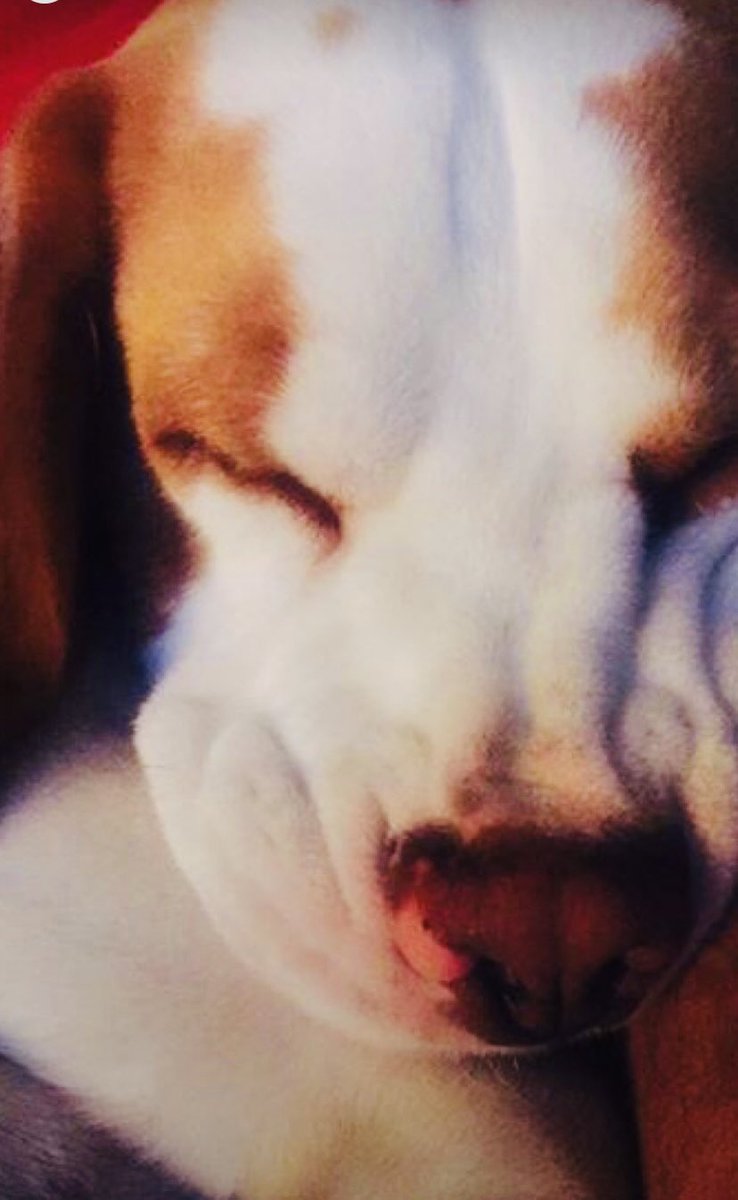 WirralBeagles's tweet photo. Beware. This is what happens if you forget to use anti wrinkle cream https://t.co/kC7Xdq8LwI