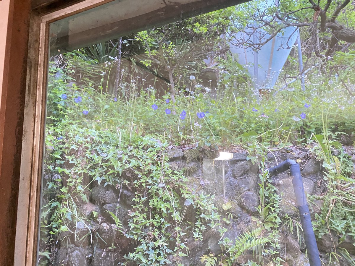 誰か、この花の名前知ってる方、いらっしゃいませんか？🥺
#花の名前
#春の花