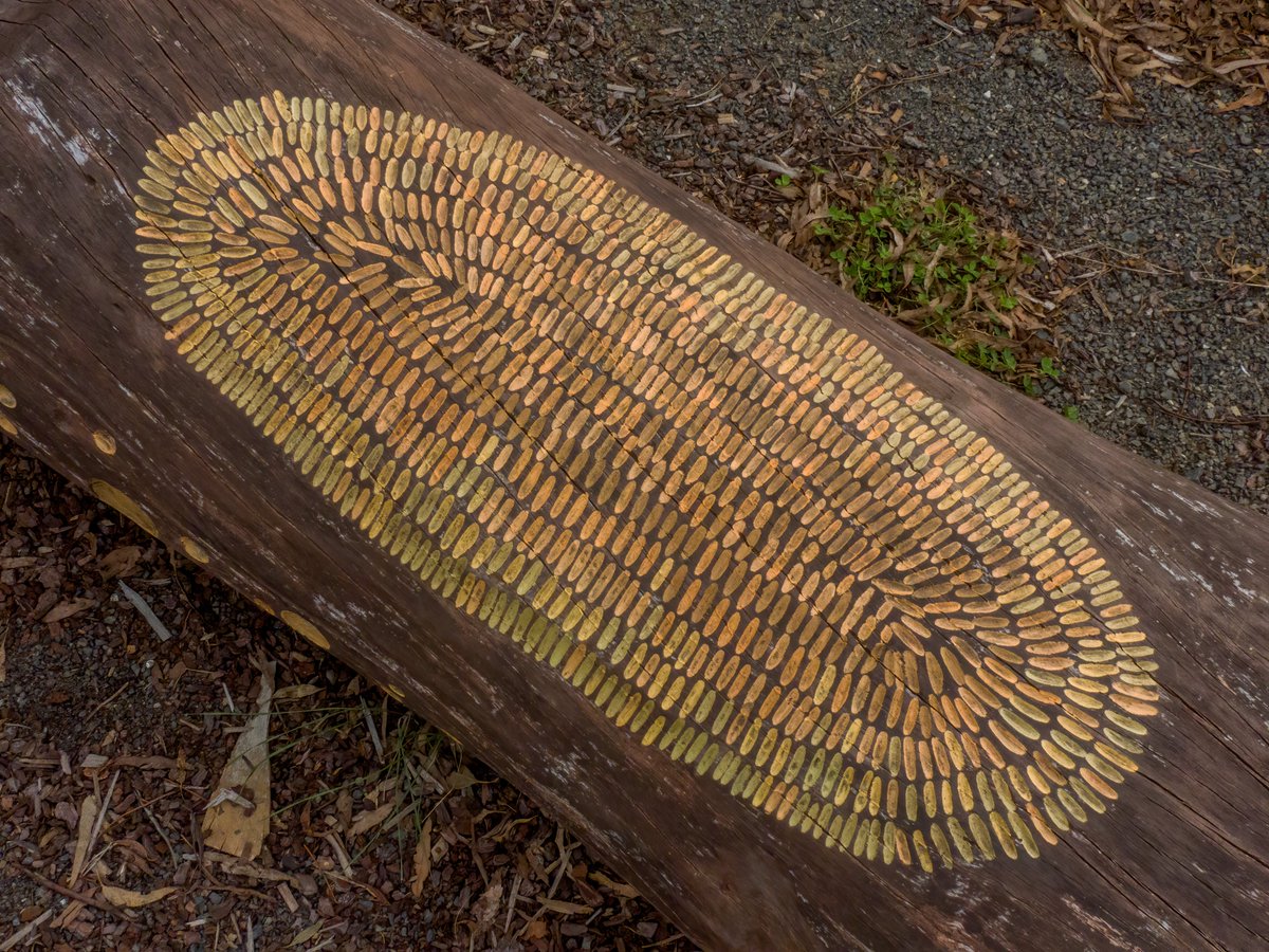 c_mperman's tweet photo. #CanberraWalks on Monday was to the newly opened Namerag Reserve in the Molonglo valley. Already very interesting, this will only improve as the plantings mature. Great art installations, children's playground and strong links to indigenous people and to Country. https://t.co/cnbnR2ABoz