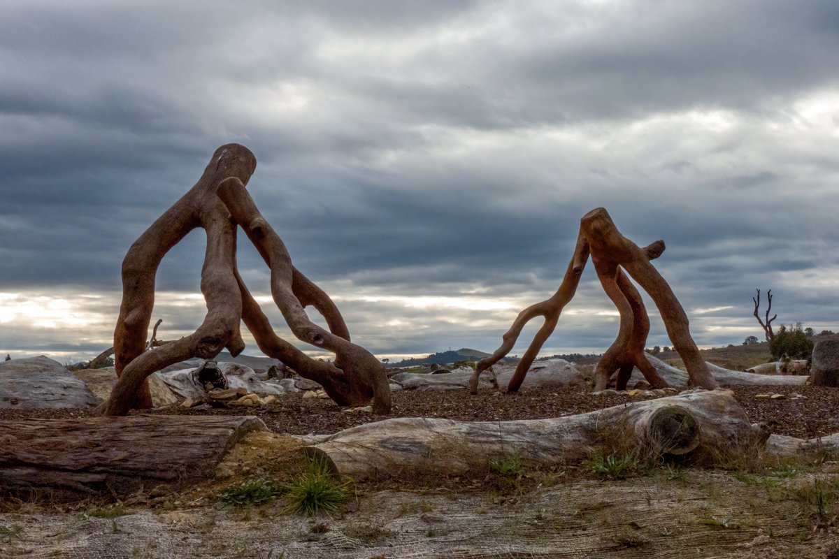c_mperman's tweet photo. #CanberraWalks on Monday was to the newly opened Namerag Reserve in the Molonglo valley. Already very interesting, this will only improve as the plantings mature. Great art installations, children's playground and strong links to indigenous people and to Country. https://t.co/cnbnR2ABoz